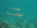 IMG_2668 (2)